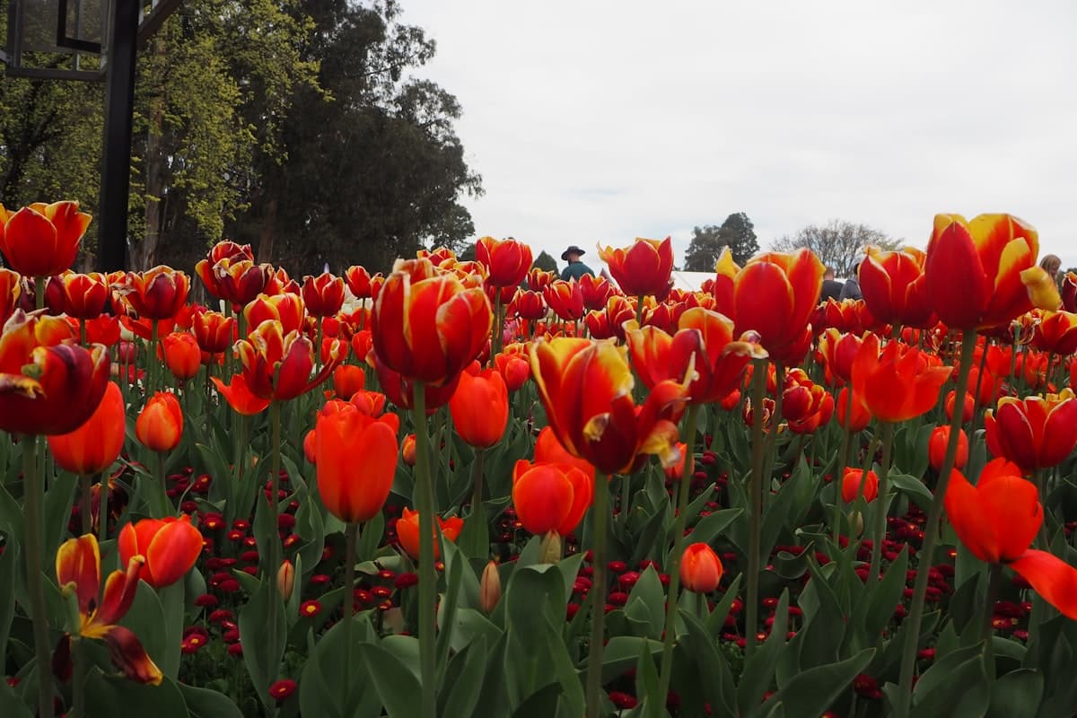 Партія тюльпанів 1