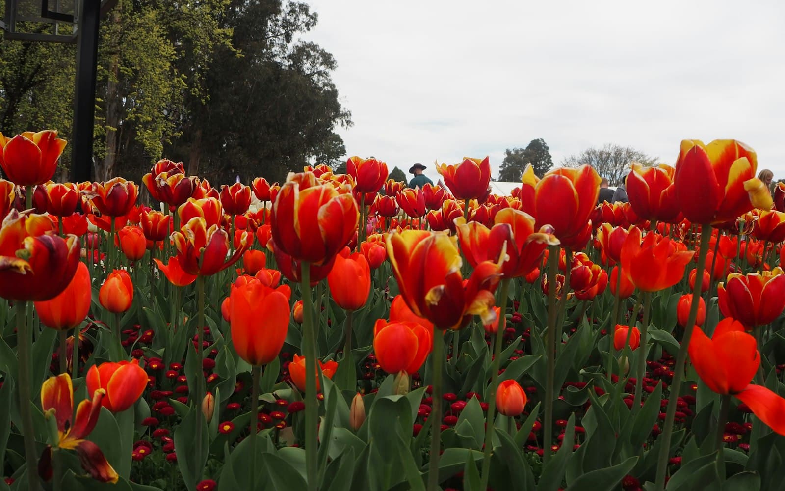 Свіжі тюльпани оптом